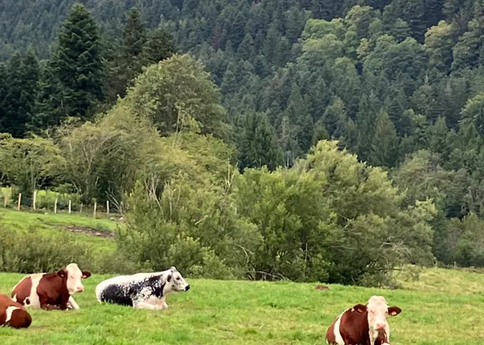 Bed & Breakfast L'hotel Enfonce, D'hotes Le Val-dʼAjol